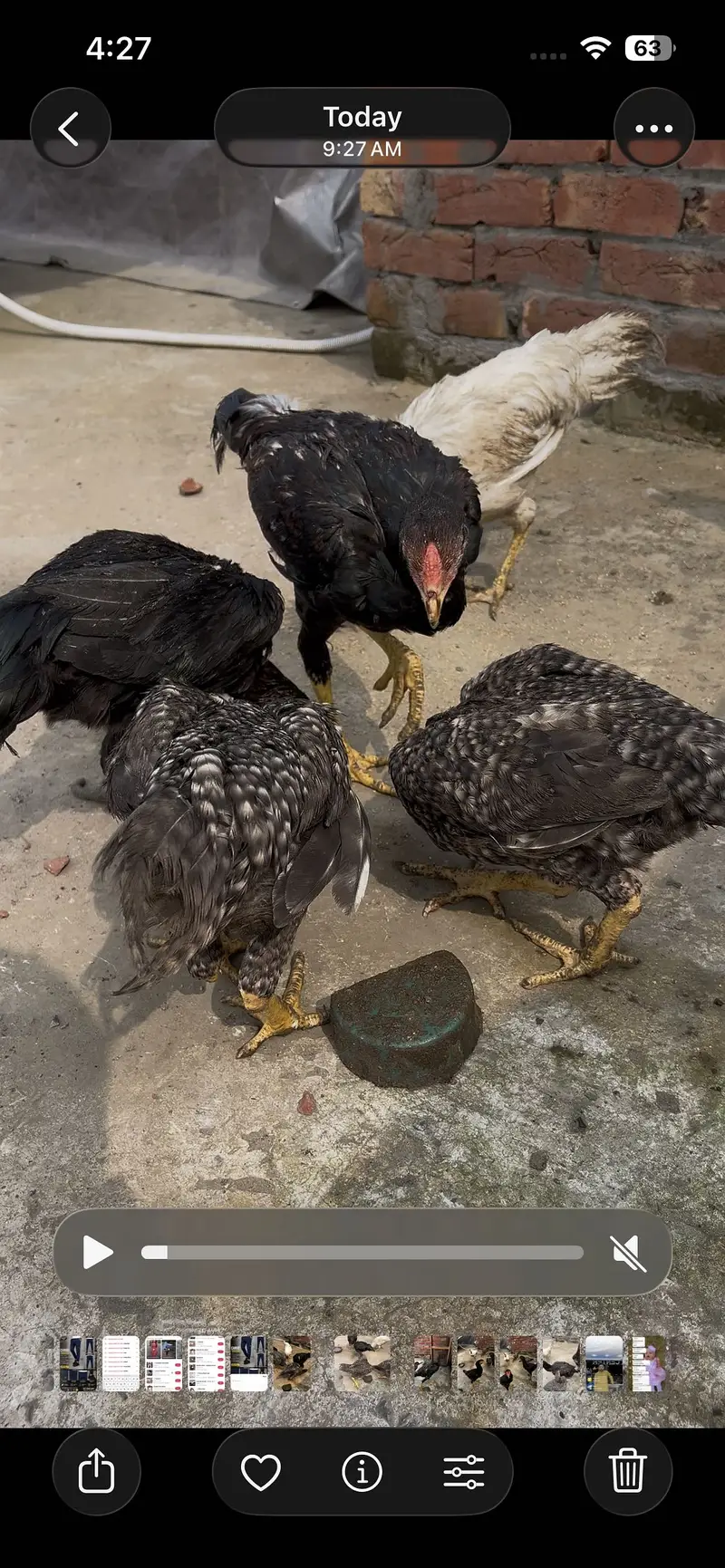 Shamo ka karos do pair hai ak morgi ke tang mori hai chalti thk hai — photo 5