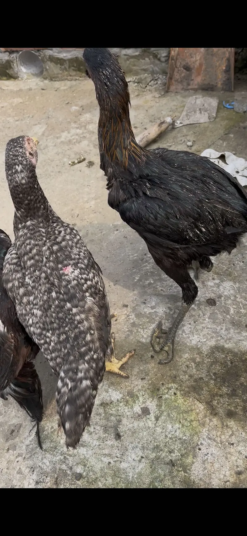 Shamo ka karos do pair hai ak morgi ke tang mori hai chalti thk hai — photo 9