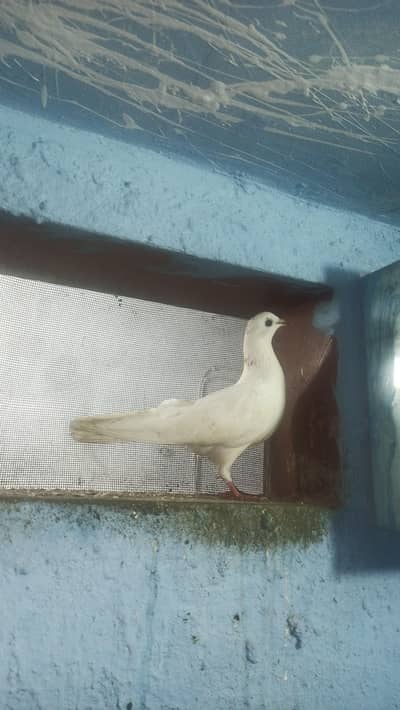 High Flying Teddy Cross Kamagar Patta | Pure Bloodline For Sale