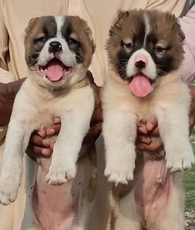 Afghan Kuchi pair Months 3 for sale WhatsApp03225078229 contact