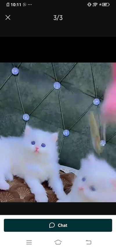 Persian cat for Mel aur female my WhatsApp3024=83=16=676