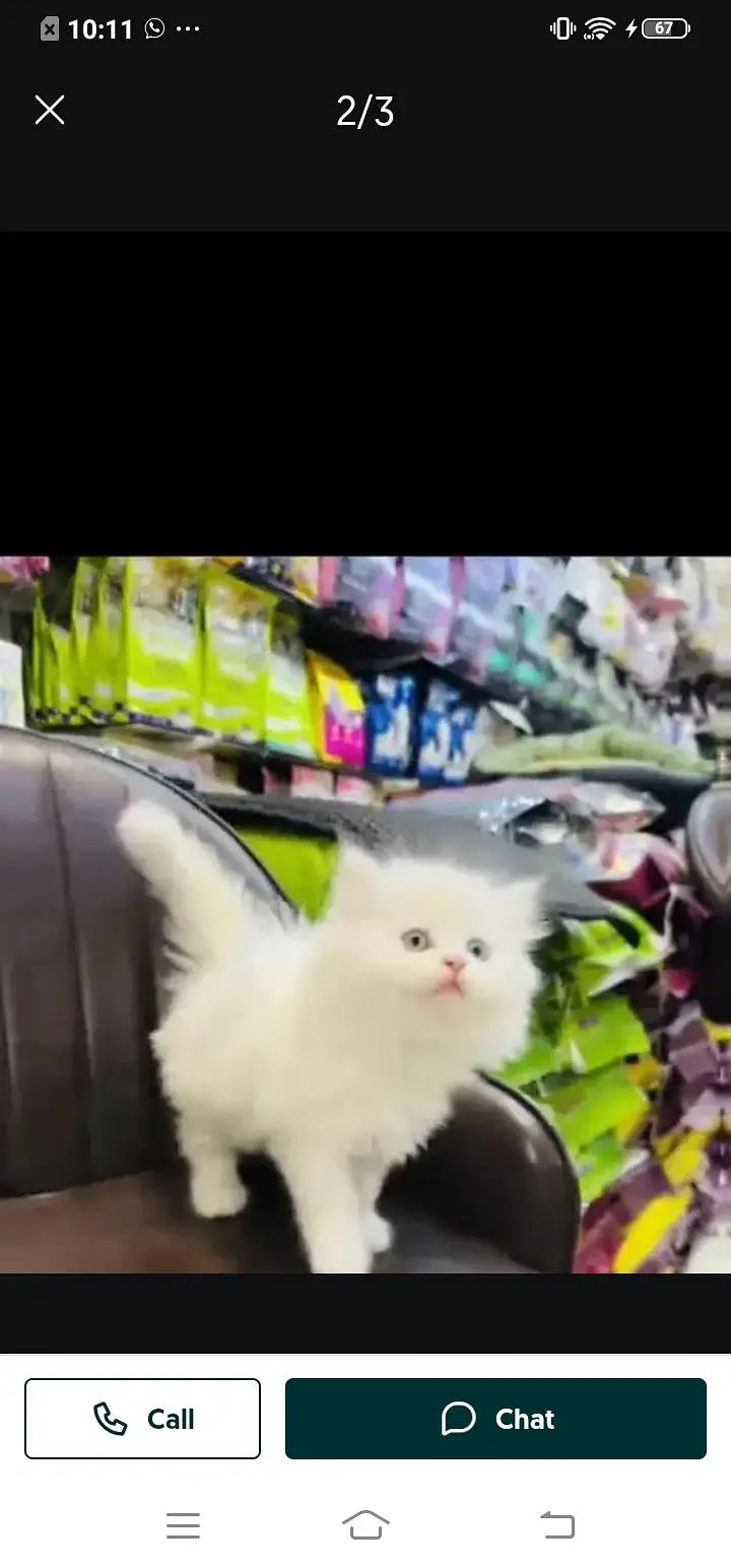 Persian cat for Mel aur female my WhatsApp3024=83=16=676 — photo 6