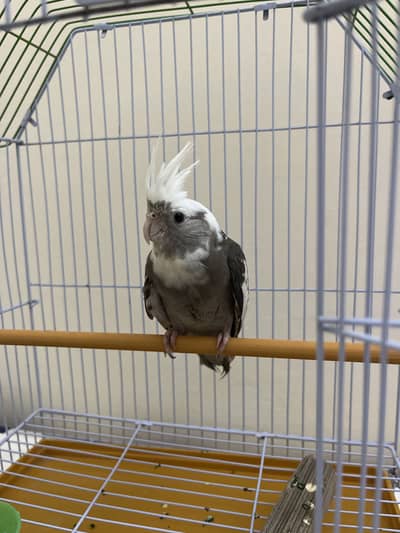 Female cockatiel