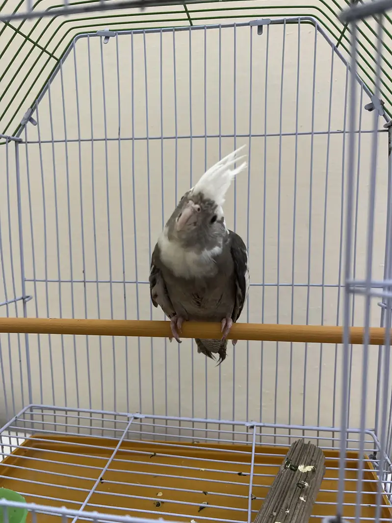 Female cockatiel — photo 2