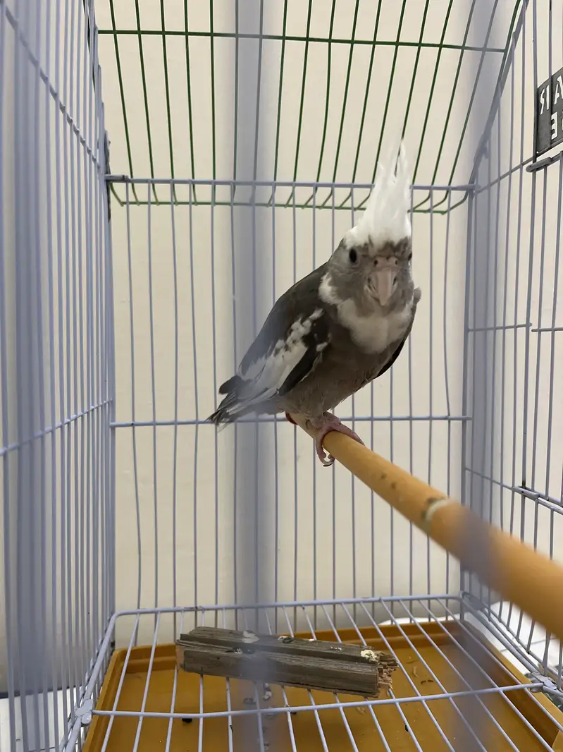 Female cockatiel — photo 3