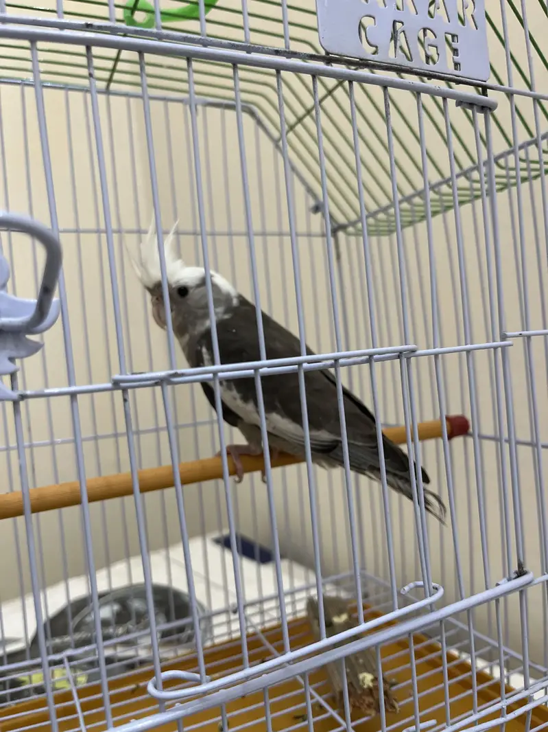 Female cockatiel — photo 4