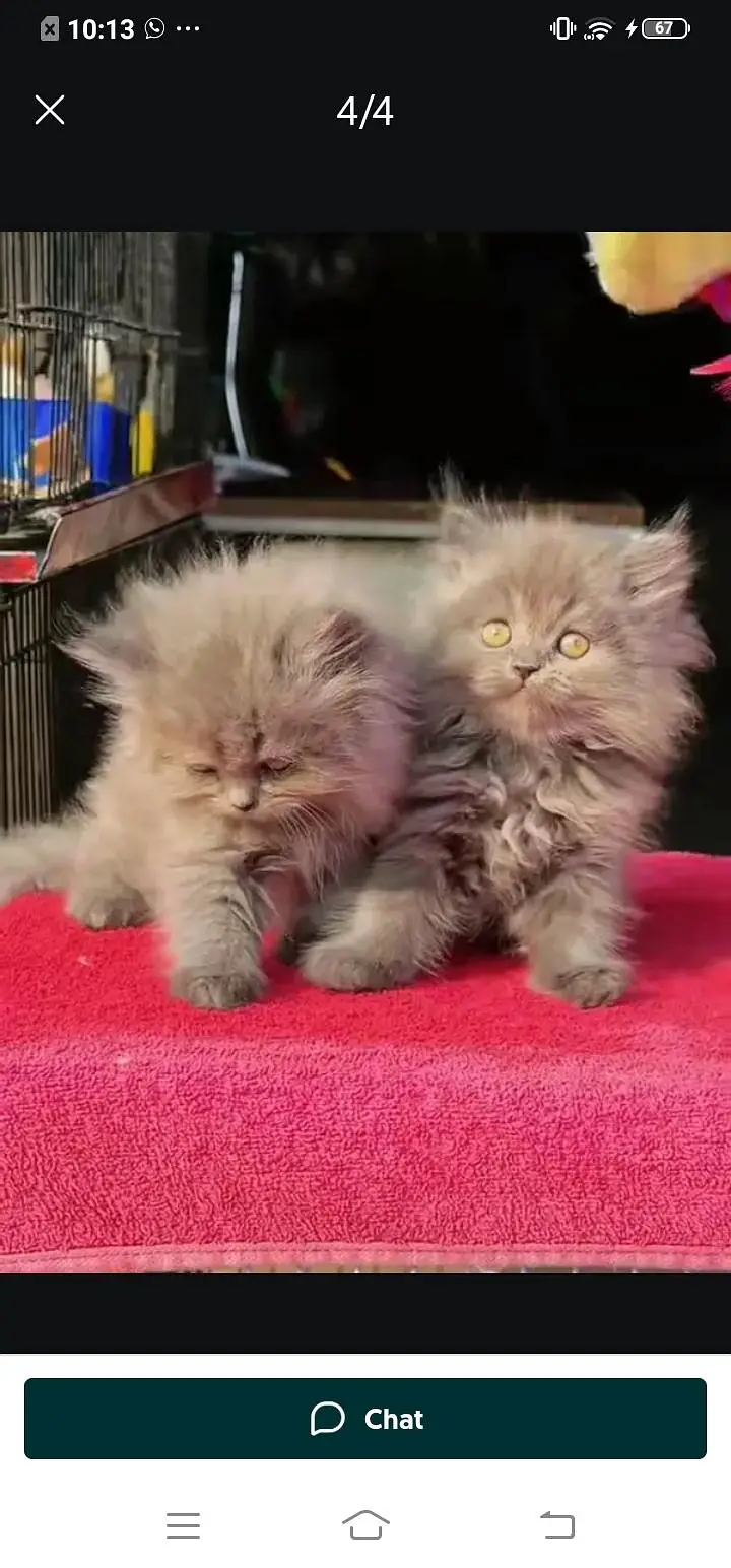 Persian cat for Mel aur female my WhatsApp3024=83=16=676 — photo 4