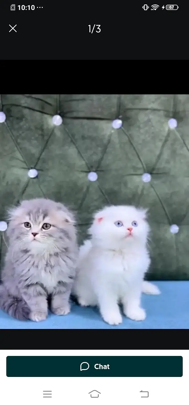Persian cat for Mel aur female my WhatsApp3024=83=16=676 — photo 7