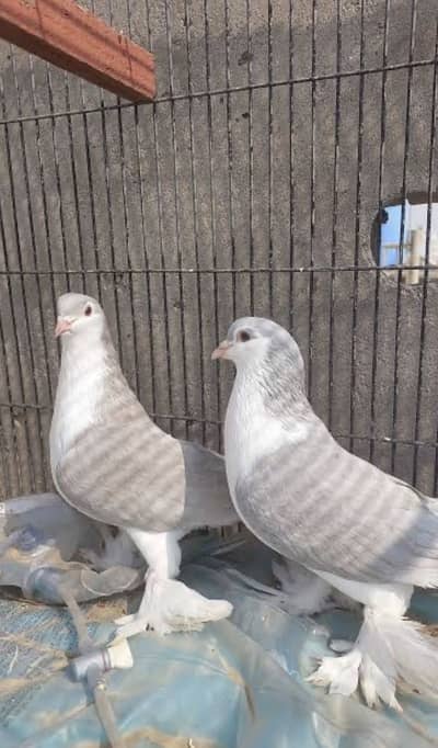 Lahori sherazi breeder pairs