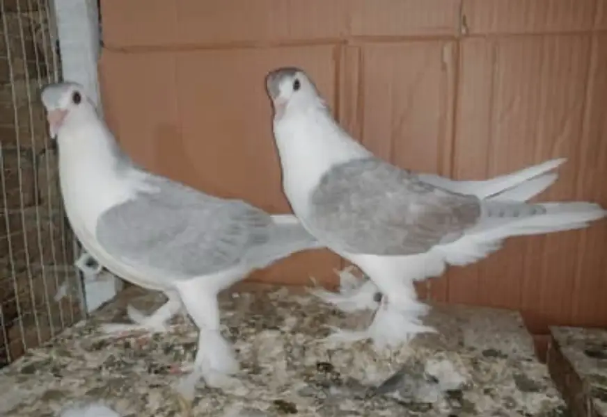 Lahori sherazi breeder pairs — photo 2