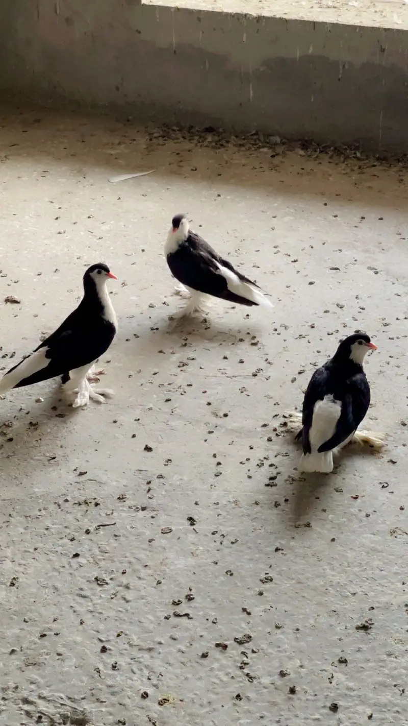 Lahori sherazi breeder pairs — photo 3