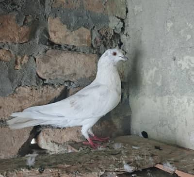 Zarcha pigion