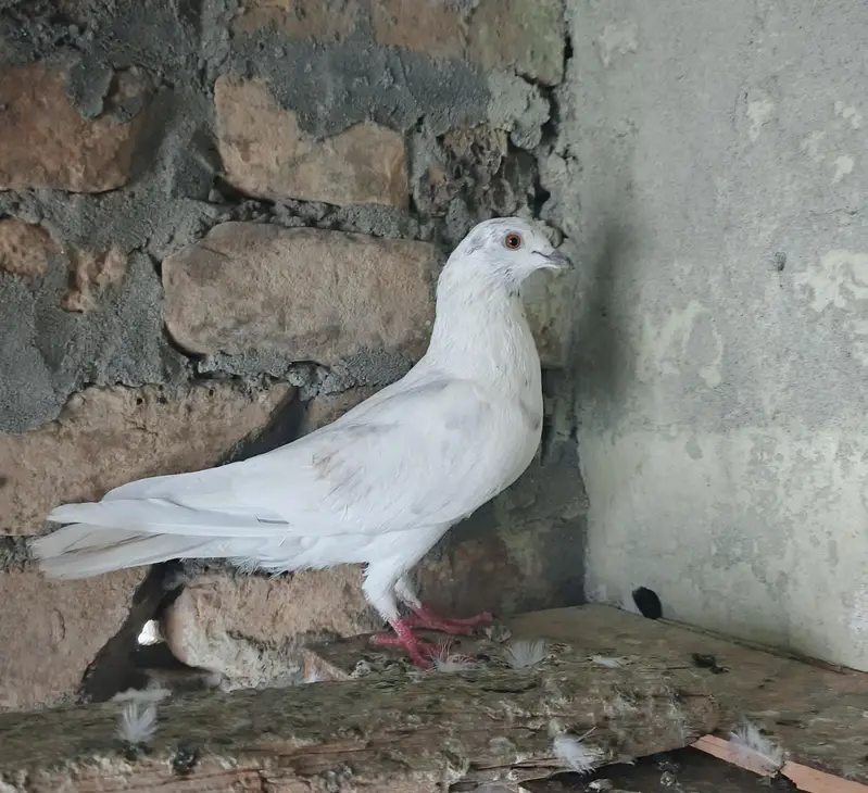 Zarcha pigion