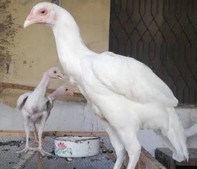fertile eggs