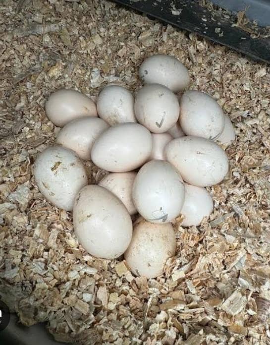 fertile eggs 2