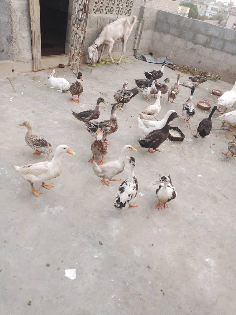 DUCKS 3