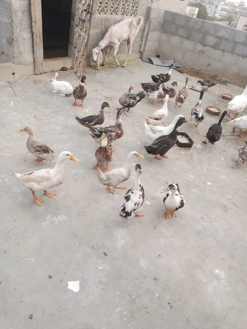 DUCKS — photo 4