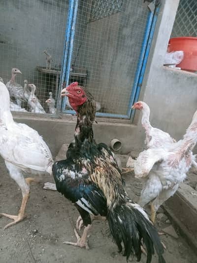 shamo | aseel | white shamo | king shamo | black shamo | o shamo