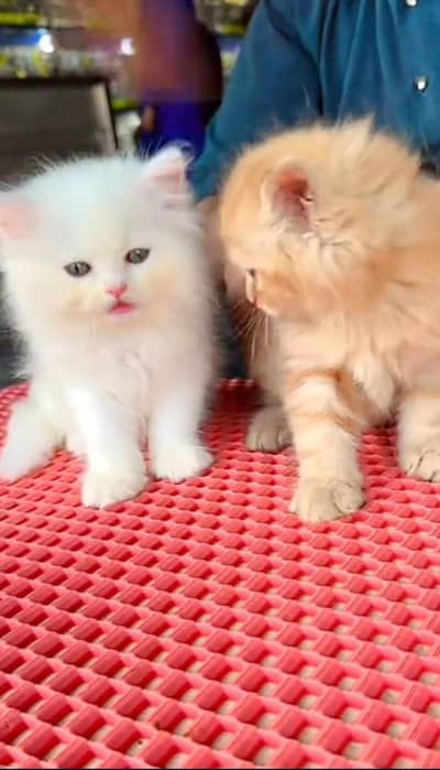 Quality Persian cat & Kittens Male & female    0322 7335071 WhatsApp