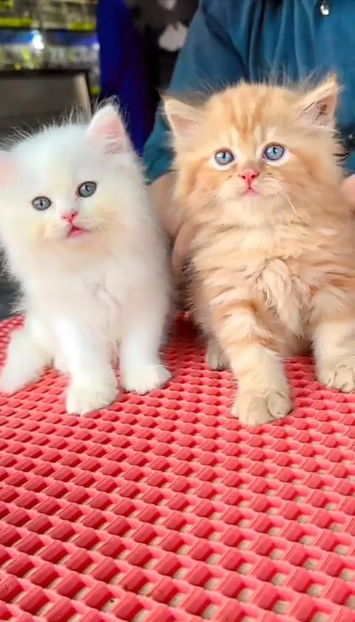 Quality Persian cat & Kittens Male & female    0322 7335071 WhatsApp — photo 2