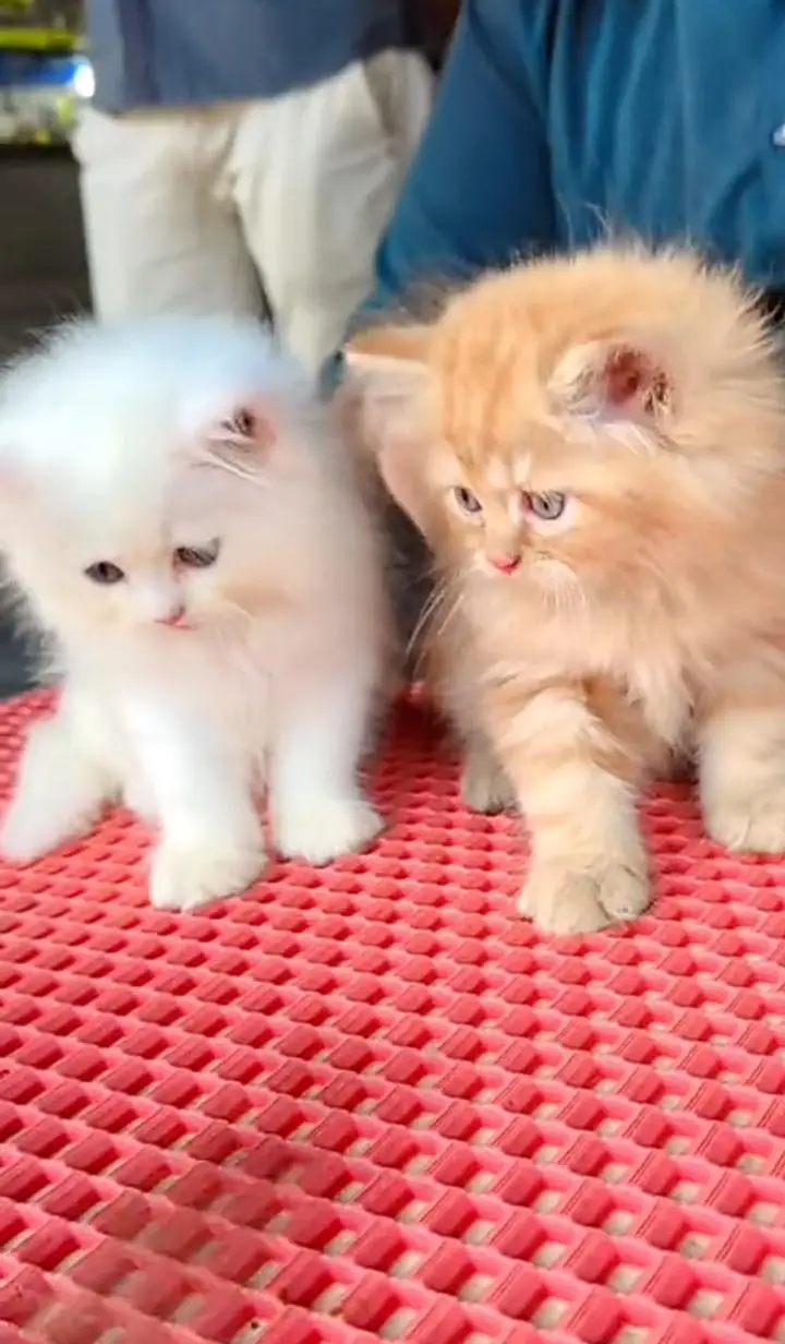 Quality Persian cat & Kittens Male & female    0322 7335071 WhatsApp — photo 3
