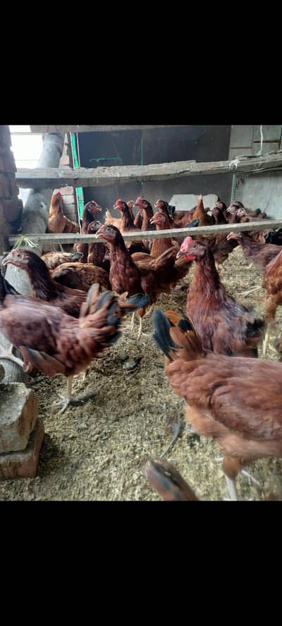 rhoad island red 'rir foresale per pic female 2000 male 3000