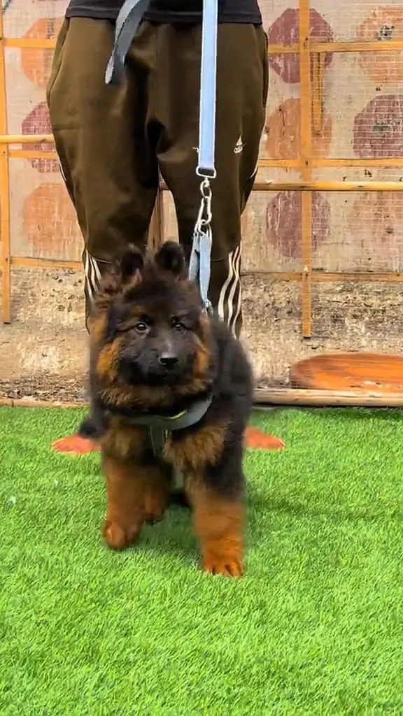 (German- shepherd) (puppies) (argent for sale) Whatsapp 03401430037