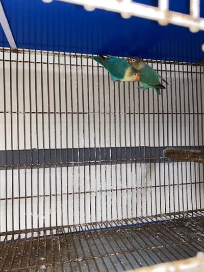 Love Bird for sale breeder pair