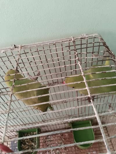 Ringnack pair ptha