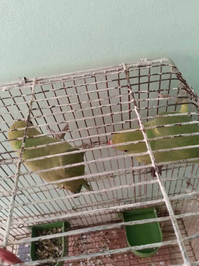 Ringnack pair ptha 0