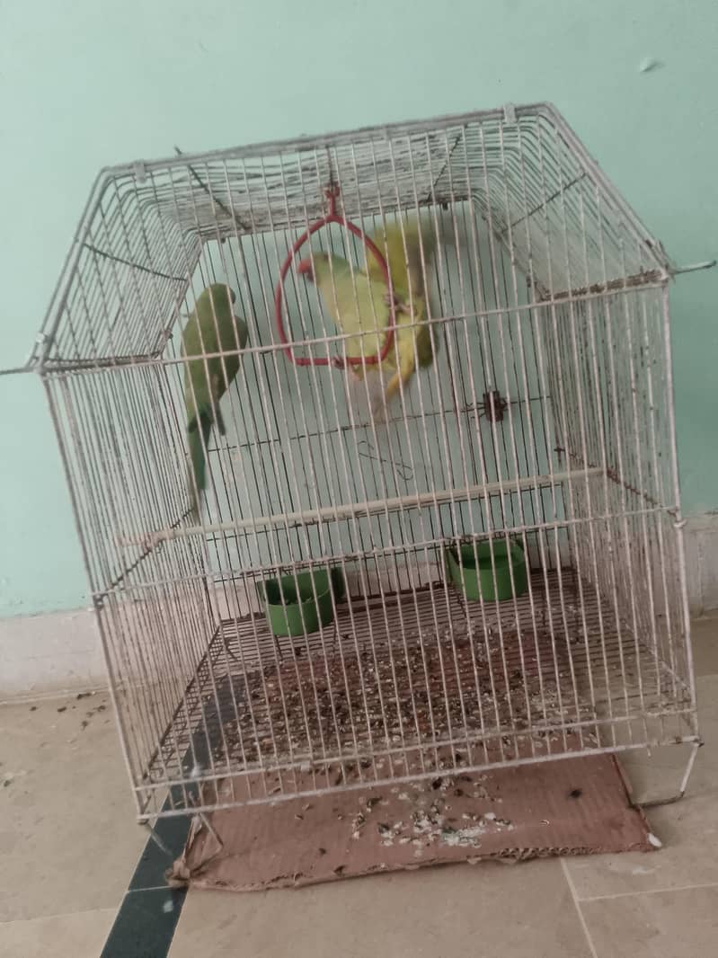 Ringnack pair ptha 1