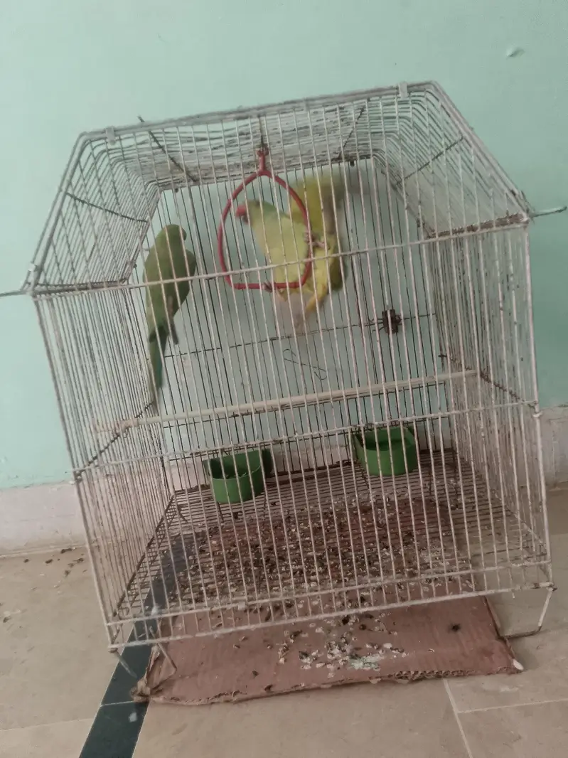 Ringnack pair ptha — photo 2