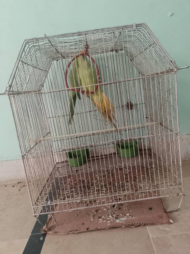 Ringnack pair ptha 2