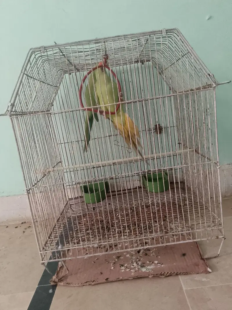 Ringnack pair ptha — photo 3