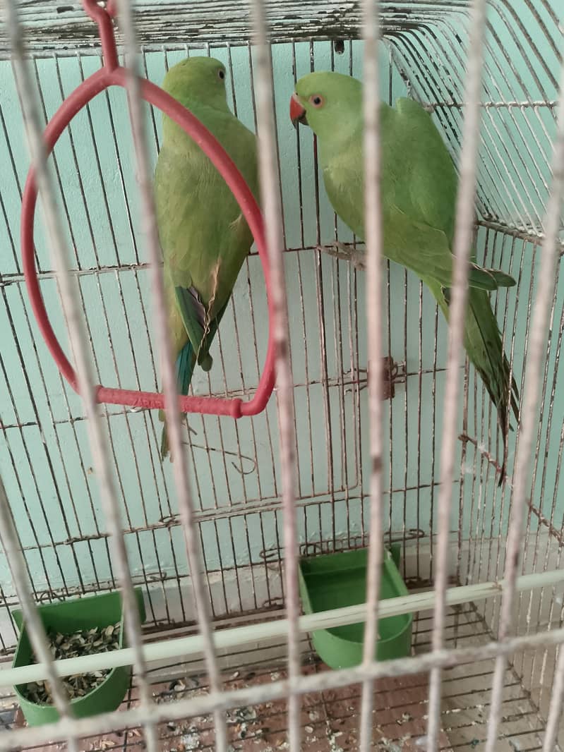 Ringnack pair ptha 3