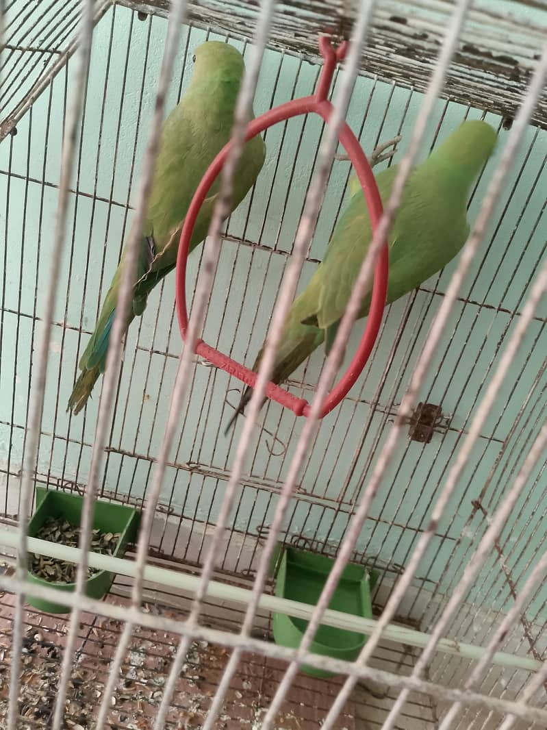 Ringnack pair ptha 5