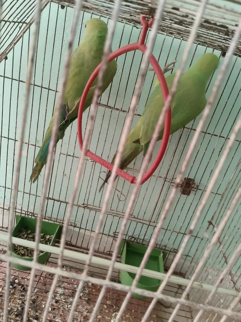 Ringnack pair ptha — photo 6