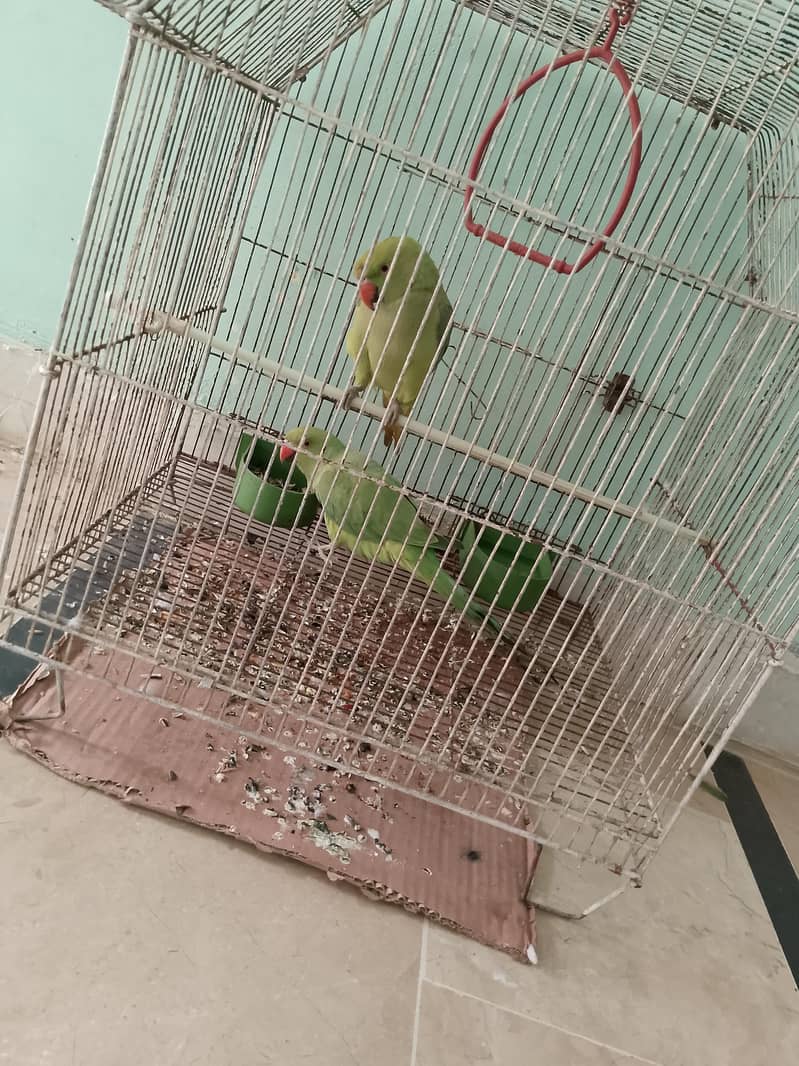 Ringnack pair ptha 6