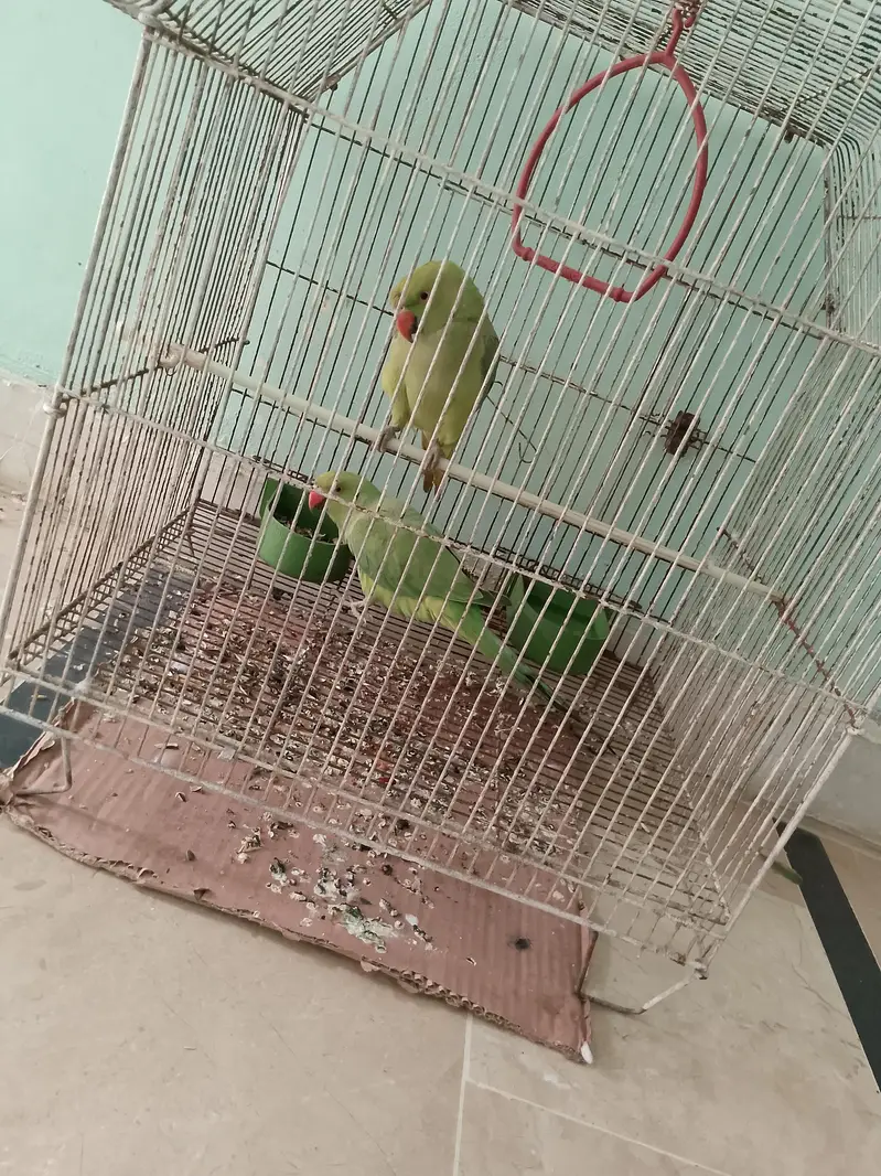 Ringnack pair ptha — photo 7