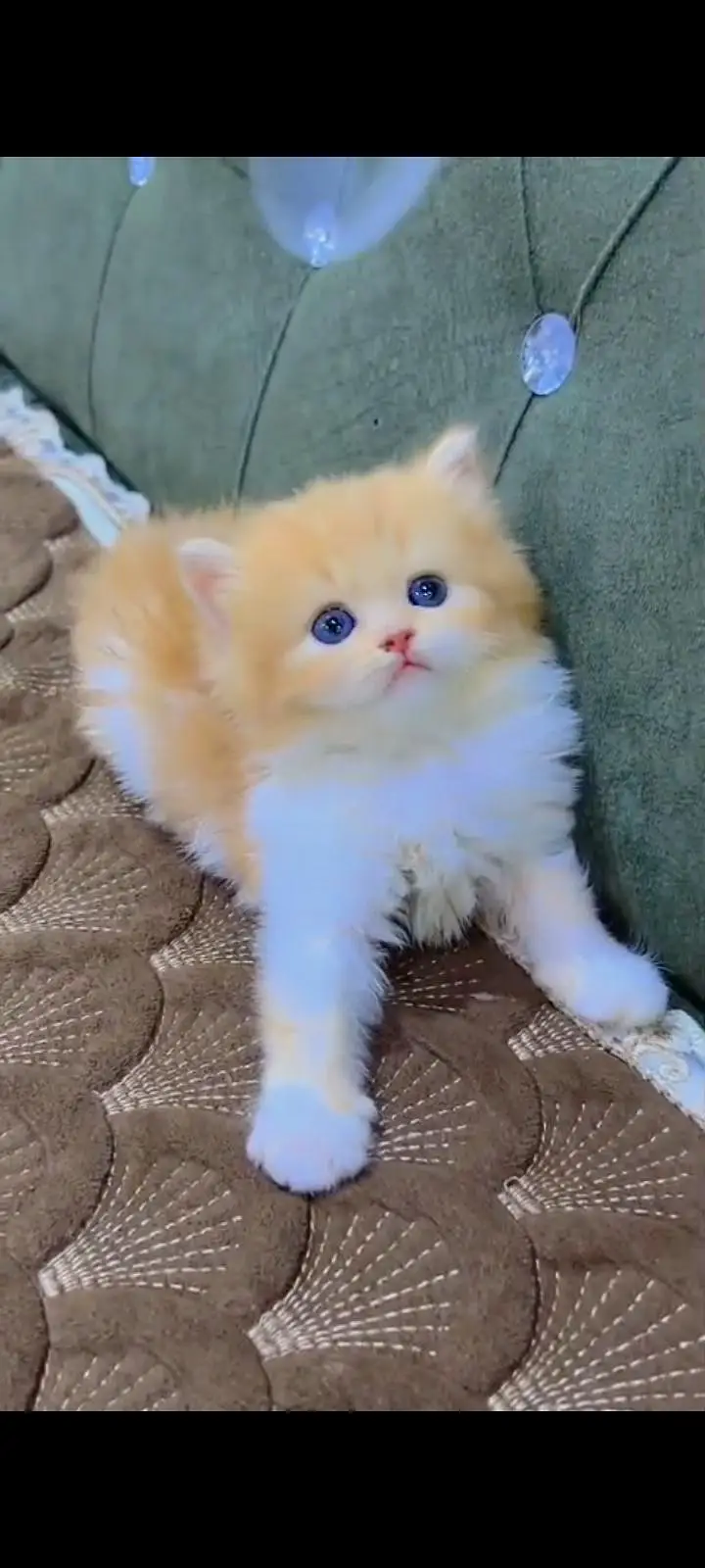 Quality Persian cat & Kittens Male & female    0322 7335071 WhatsApp — photo 2