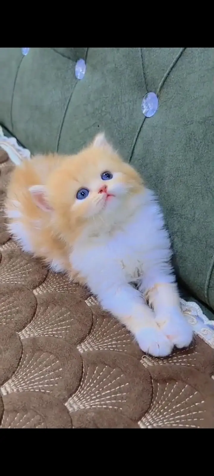 Quality Persian cat & Kittens Male & female    0322 7335071 WhatsApp — photo 3
