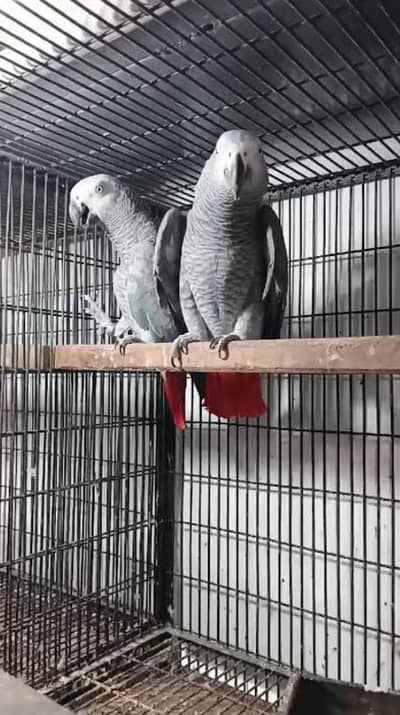 All Hand tamed and breeder birds available
