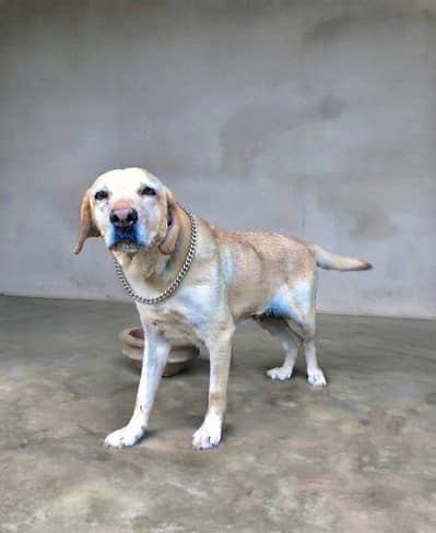 British Laboura dog female demand 20k