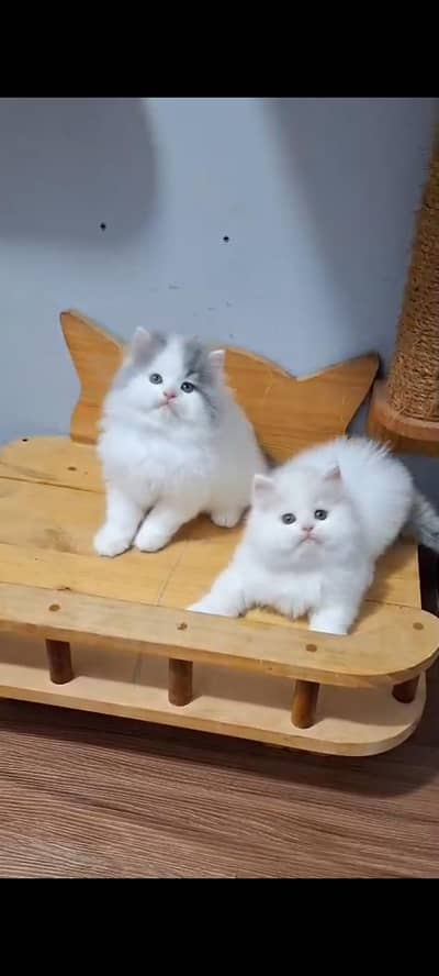 Quality Persian cat & Kittens Male & female    0322 7335071 WhatsApp