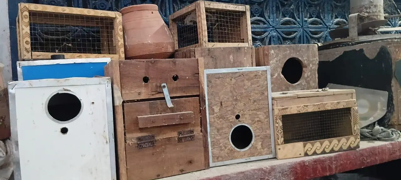 Love Bird, Cockatiel & Raw Parrot Boxes all accessori — photo 3