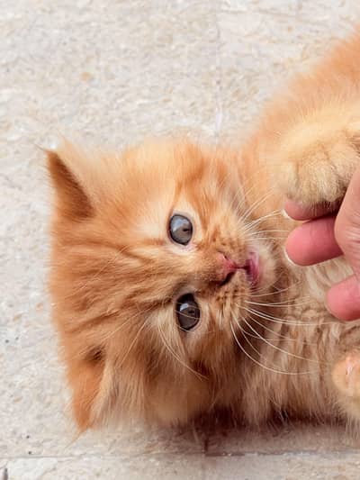 male  cats