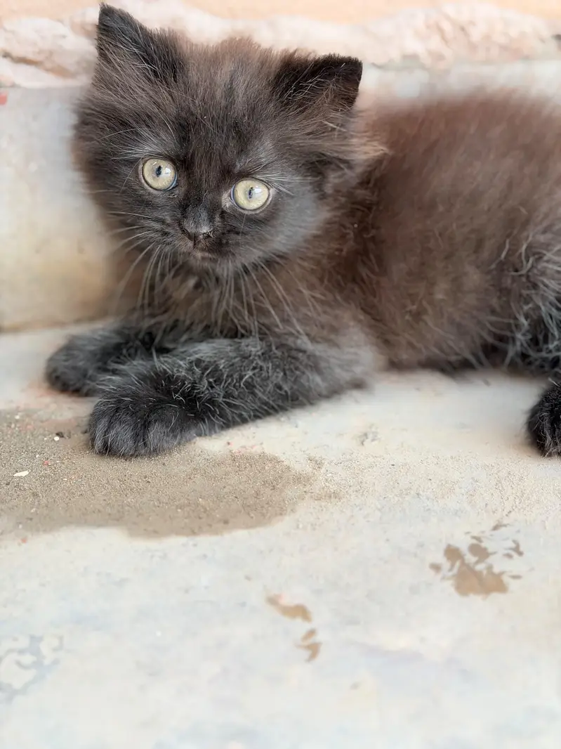male  cats — photo 2