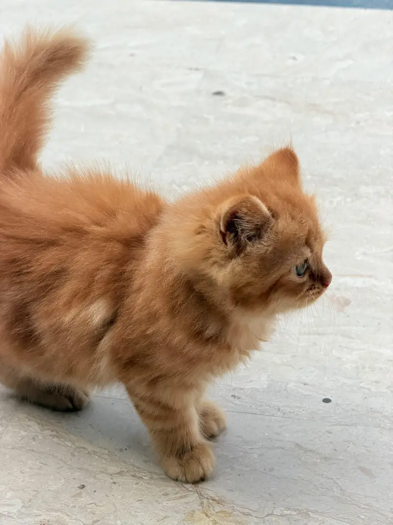 male  cats — photo 3