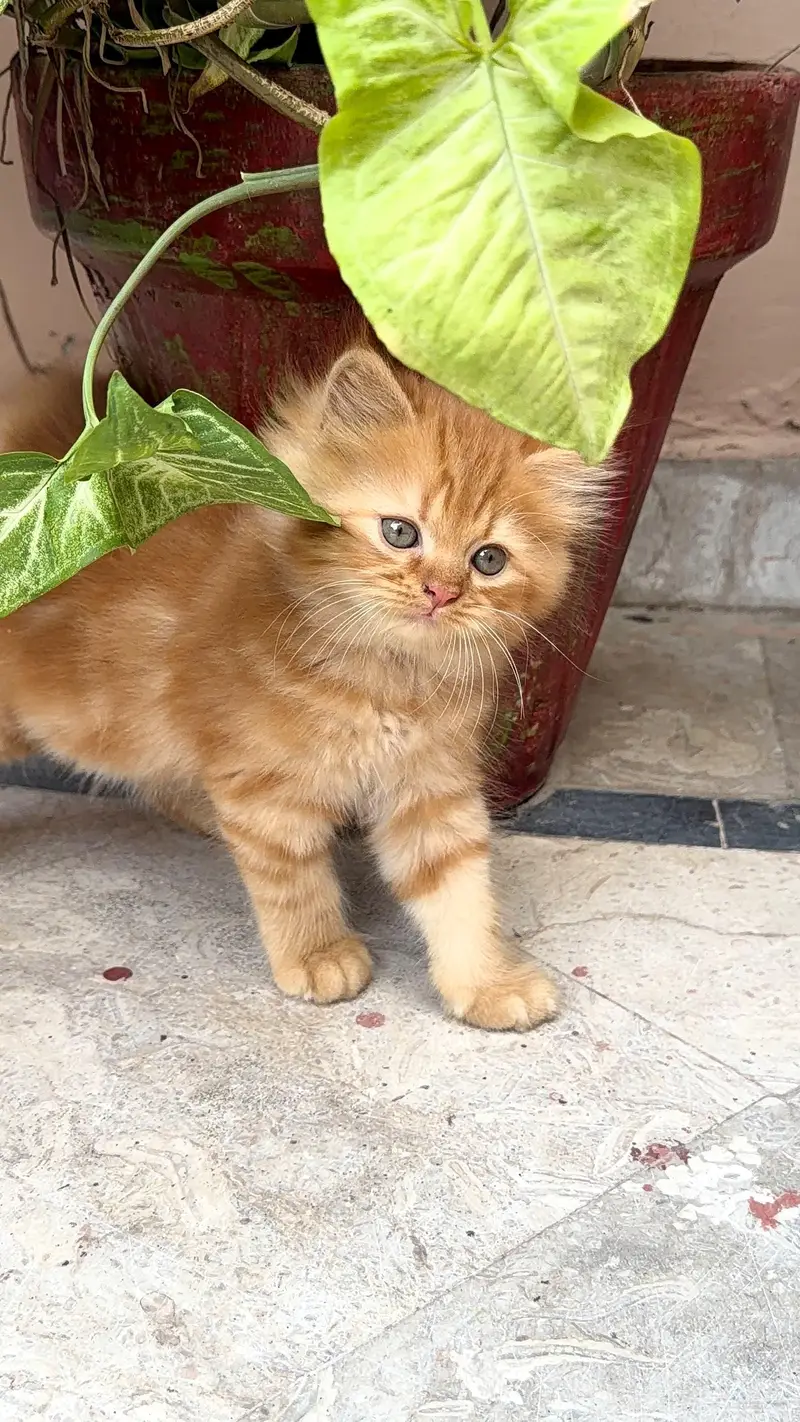 male  cats — photo 4