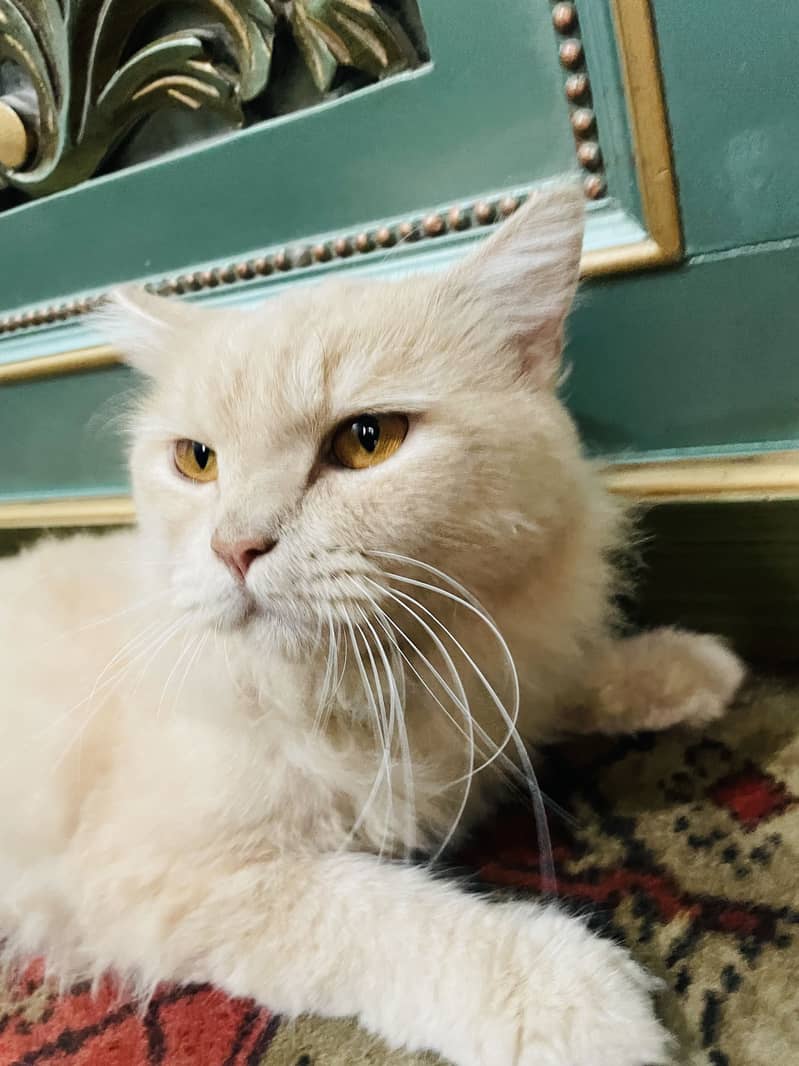 Persian Cat 0